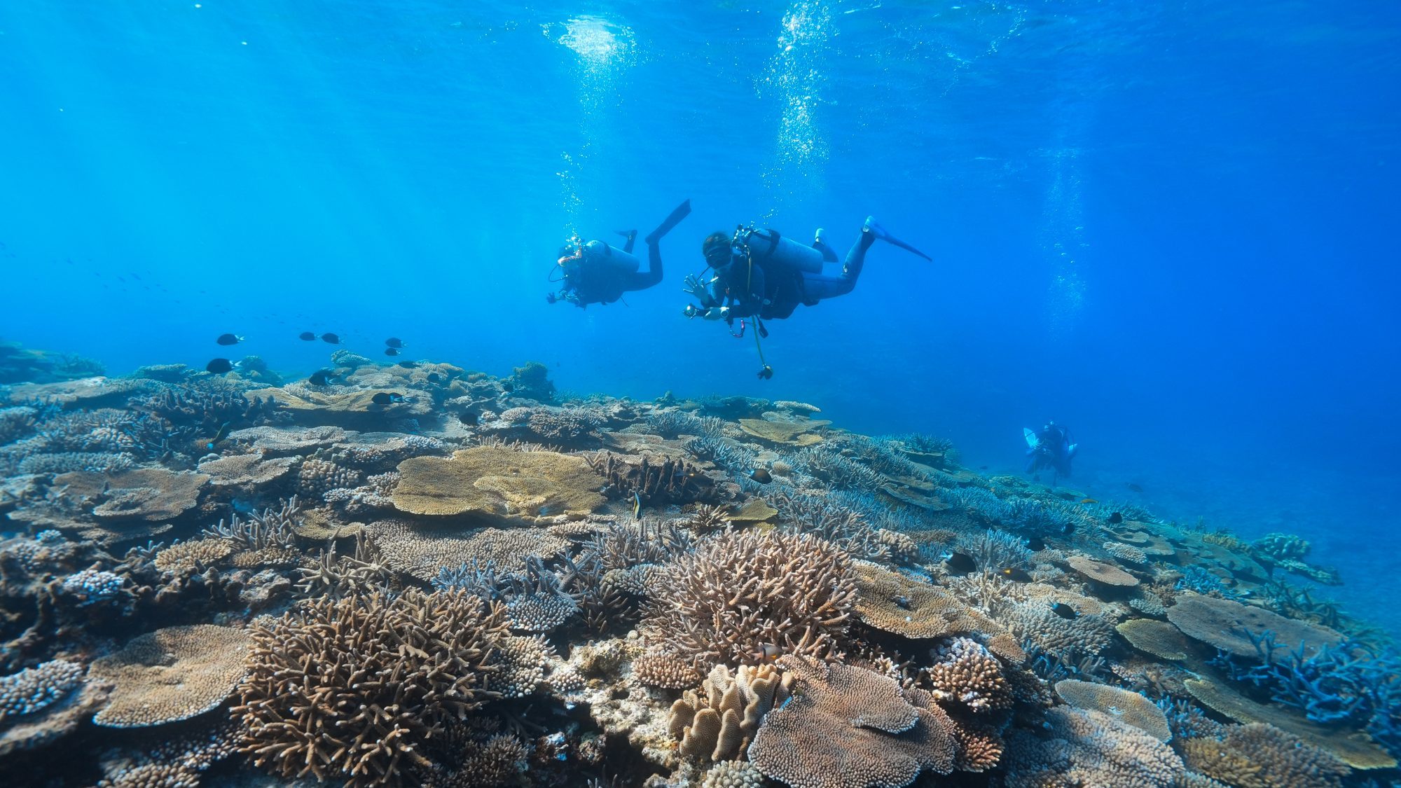 マリンハウスシーサー阿嘉島店 — 阿嘉島 · 慶良間のサンゴ礁とダイバー、世界有数の透明度の海