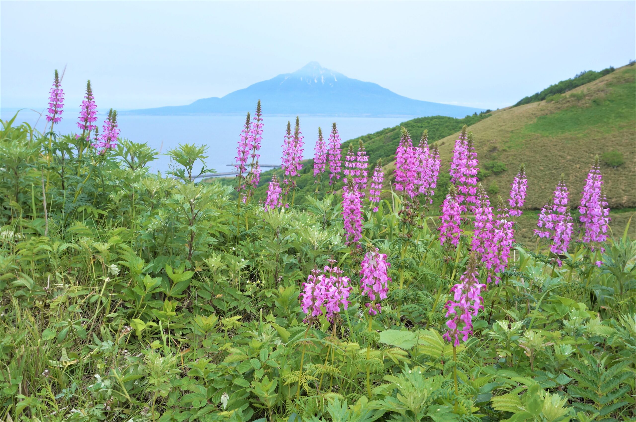 ホテル礼文荘 — 礼文島・船泊 · 久種湖畔に咲く高山植物と利尻富士の遠景