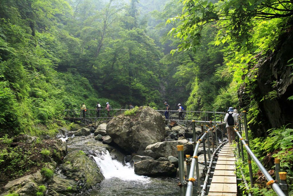 白神山地のブナ原生林 — 鰺ヶ沢高原 · 新緑の渓流沿いを歩く初夏のトレッキング