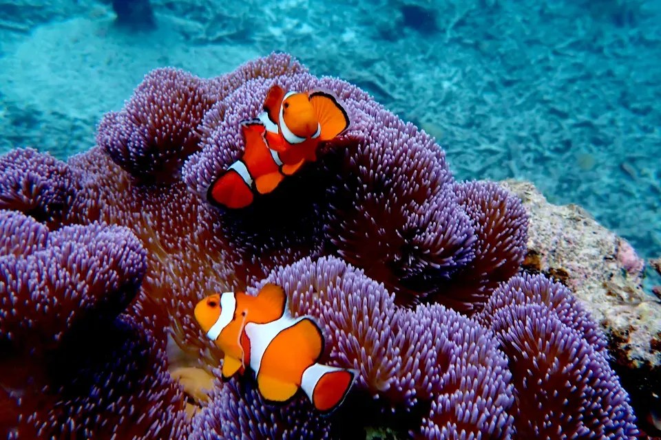BLISSTIA SUITES & RESORT 沖縄恩納村 — 海と空へ開く滞在のしつらえ