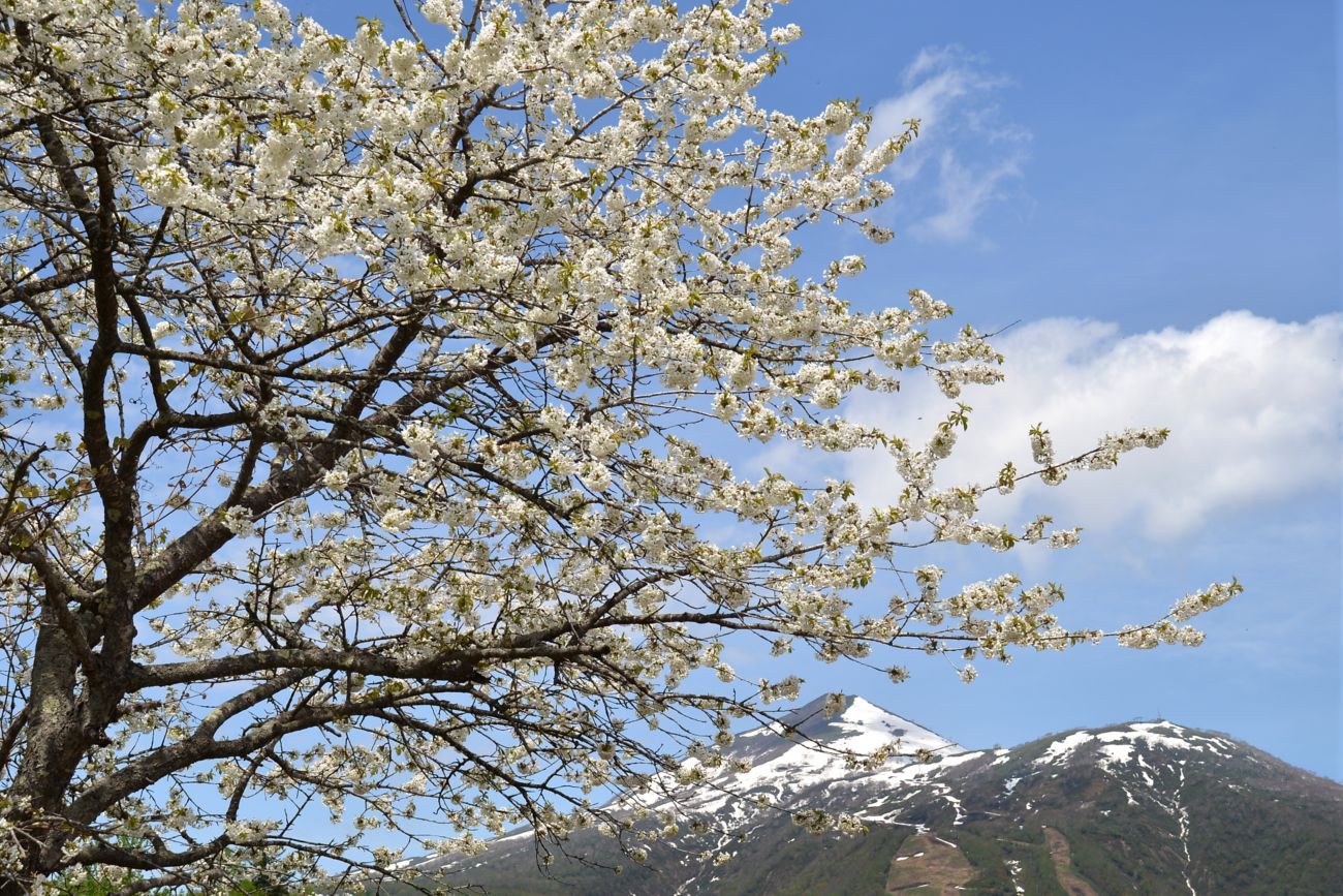 東山ニセコビレッジ・リッツ・カールトン・リザーブ — 北海道ニセコ町 · 羊蹄山を望む雪原に佇むアルパインリゾート