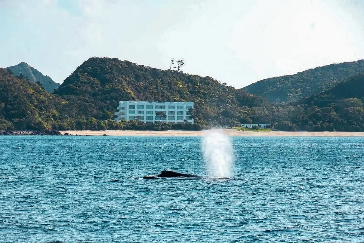 THE SCENE amami spa & resort — 鹿児島奄美瀬戸内町蘇刈 · 奄美大島最南端、外洋に開いた入江のウェルネスリゾート