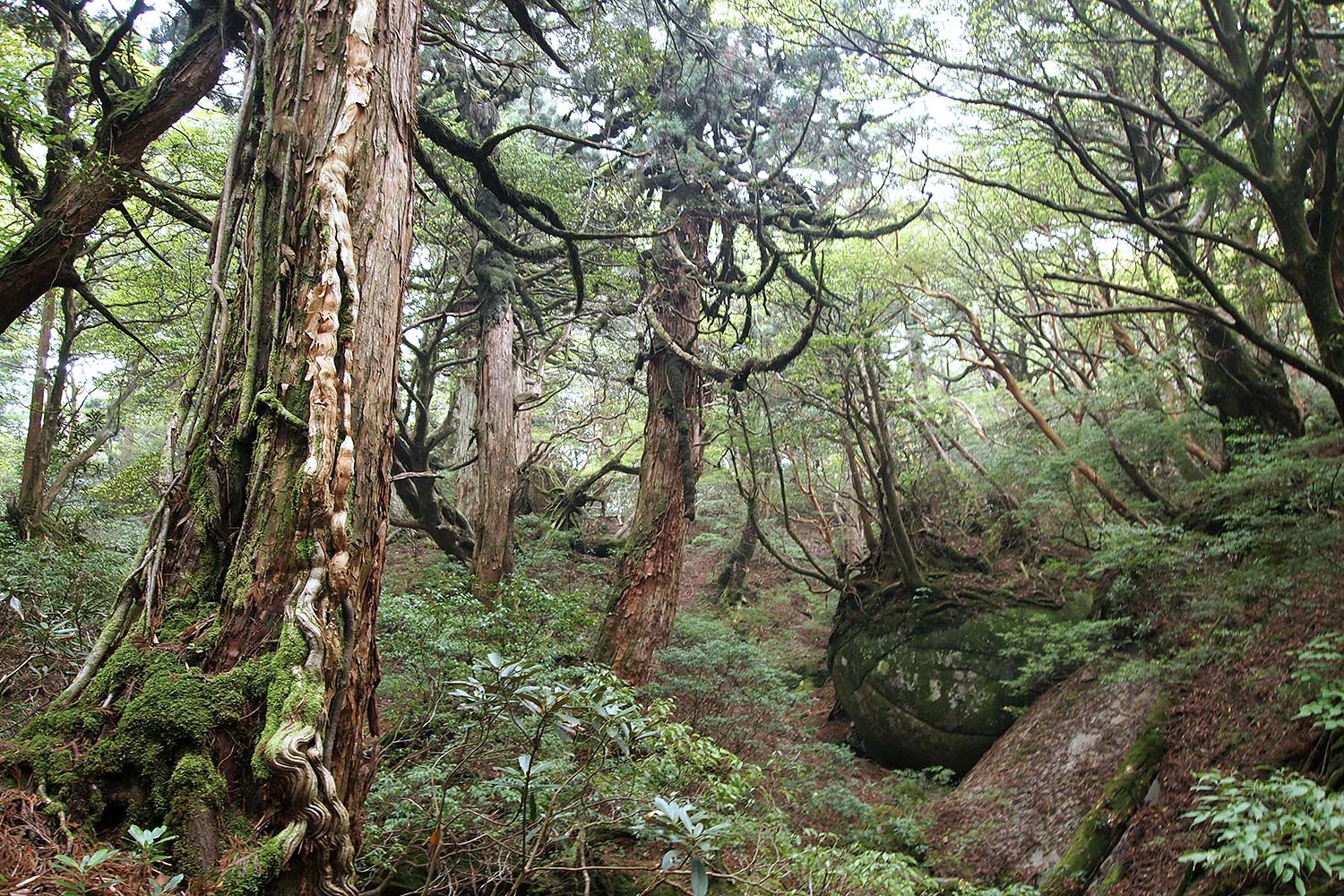 屋久の子の家 — 鹿児島・屋久島永田 · 永田いなか浜を望む1日1組限定の一棟貸しの宿