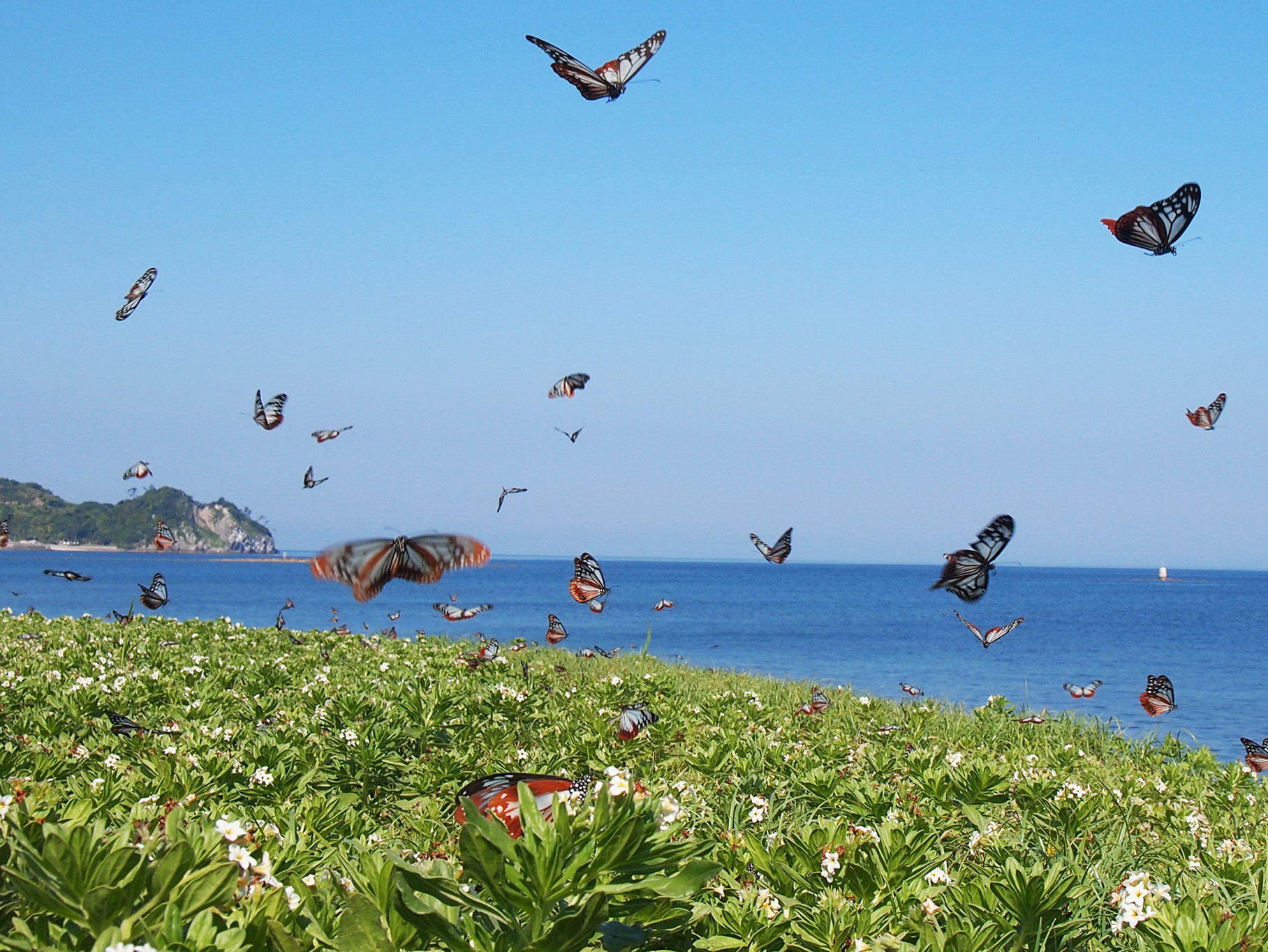 安西旅館 — 大分県姫島村 · 伊予灘を渡るアサギマダラと瀬戸内の海
