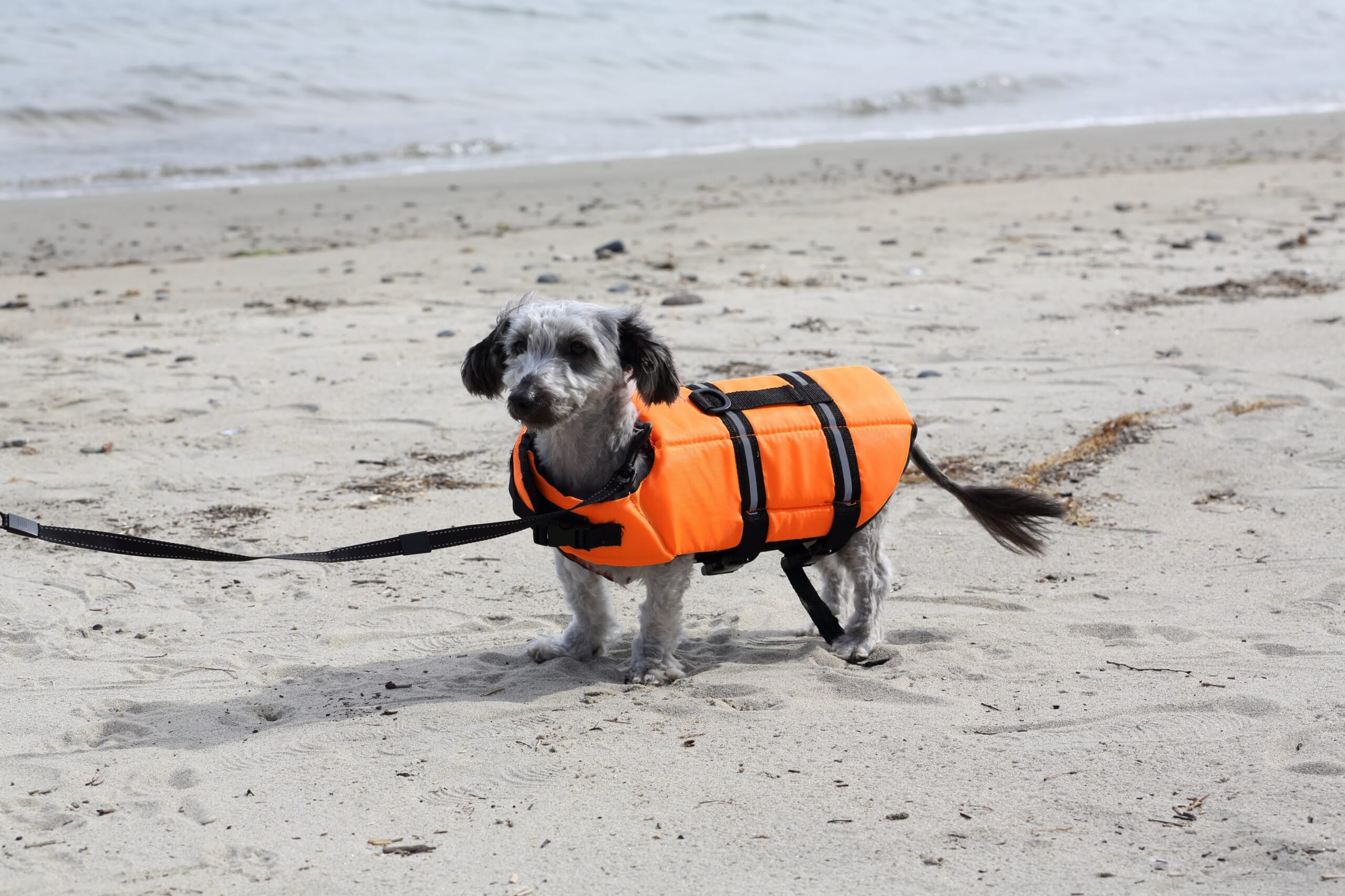 伊勢海悠 Con Perro — 志摩・英虞湾 · ライフジャケットを着けた犬が浜辺に立つ海辺のドッグヴィラ