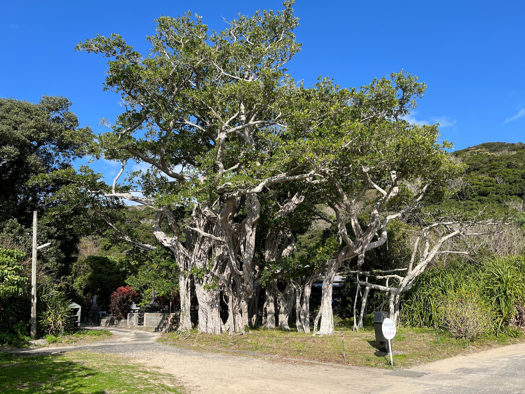 伝泊 加計呂麻 おさい — 加計呂麻島・於斉 · 樹齢700年のガジュマルが立つ集落の古民家宿
