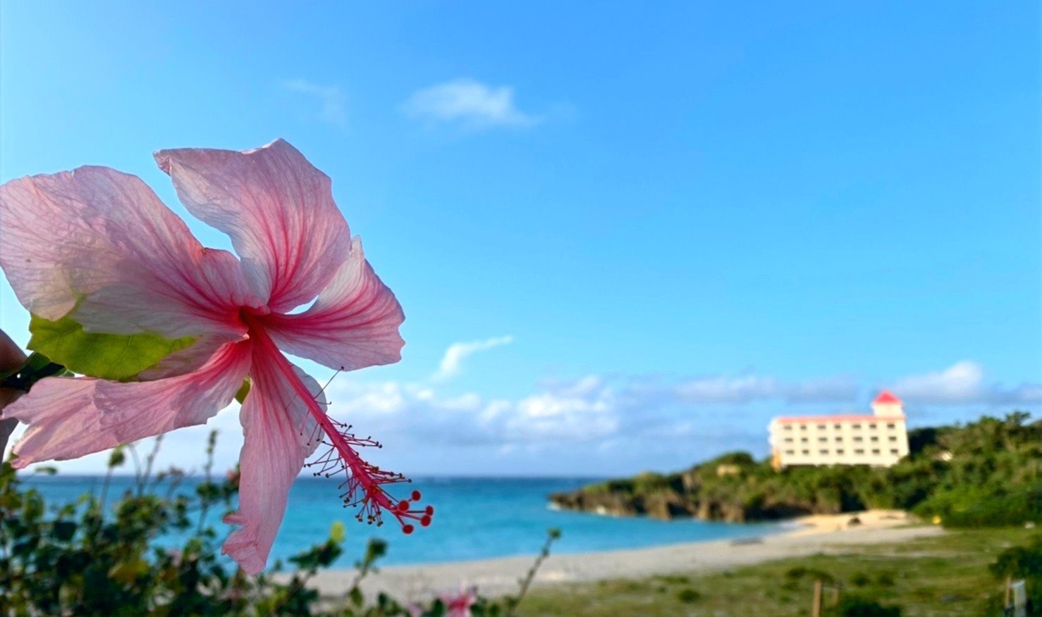 汐見荘 — 与論島・茶花 · ハイビスカス越しに広がるヨロンブルーの入り江