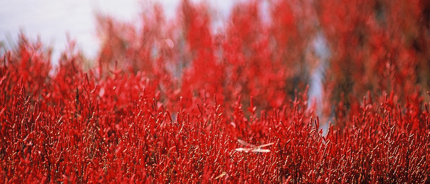 能取湖・卯原内のサンゴ草群落 — 網走市 · 9月に紅へ変わる国内最大級のアッケシソウ群落