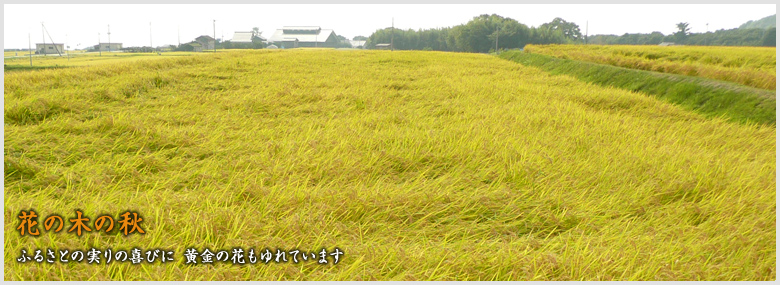 御宿 花の木 — 佐渡・宿根木 · 離れの前に広がる稔りの稲田、公式サイトの秋の情景