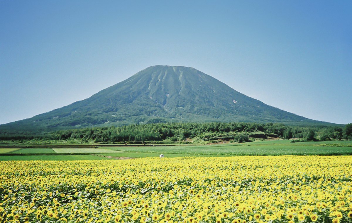 チャトリウム ニセコ ジャパン — 倶知安町 · 夏のひまわり畑の向こうに立つ羊蹄山